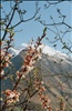 tree blossoms in the hunza valley